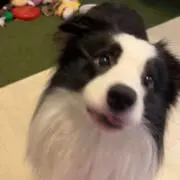 ほしのの画像