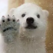 ピース