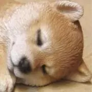 ノンたん