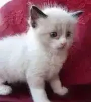 クロエの画像