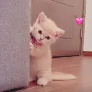 pinklemonade