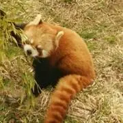 かか