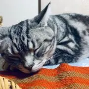 ナナの画像