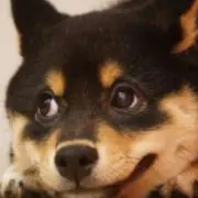 嵐
