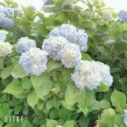 いちごの画像