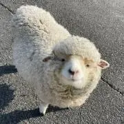 チーズの画像