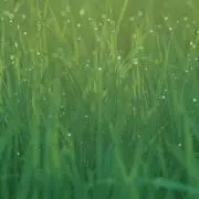 まさき