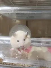 配送6月3日以降 プロフ必読の画像