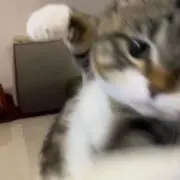 いぬ