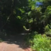 にゃくの画像