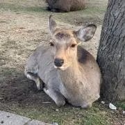 けんしろうの画像