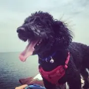 LUPUの画像