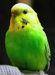 ピヨリの画像