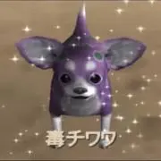 結構大きめのヘルニア犬