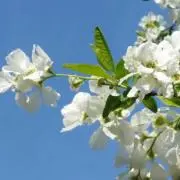 marmaladeの画像