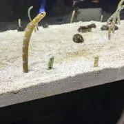 Michanの画像