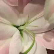 小林幸