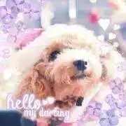 ロコロコの画像
