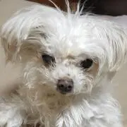 メルモパパの画像