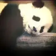 ぱんの画像