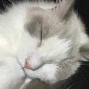 ポンチャンの画像
