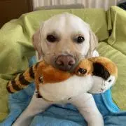 べー子の画像