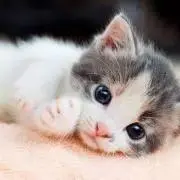 【未開封！激レア！限定300個】YOASOBI 大正浪漫　✖️docomoパーカー 未開封！激レア！限定300個】YOASOBI 大正浪漫 ✖️docomoパーカー