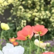 はむの画像