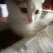 aiプロフ読んで下さい！の画像