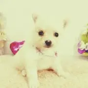 まかろんの画像