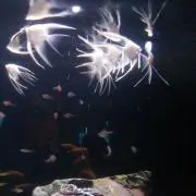 スイの画像