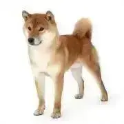 DREAMの画像