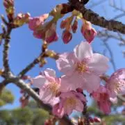 恵の画像
