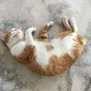 ワン