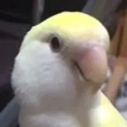 ぴぴさん