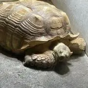 Haruの画像