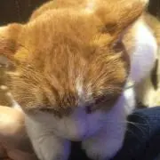 ばんぶー和尚