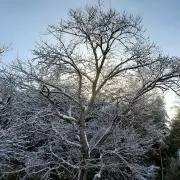 しゃーぺんの画像
