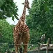 ひまわり╰(*´︶`*)╯♡の画像