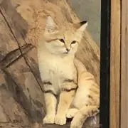 もかの画像