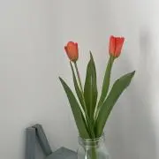 ワンコの画像