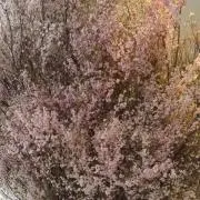 キラリの画像
