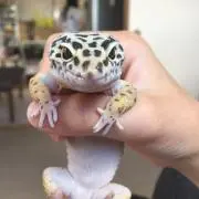 Reptiles  レプティル