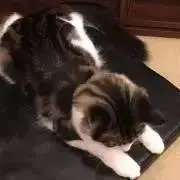 りらこの画像