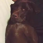 yopi