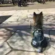 ゆんちゃんの画像