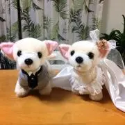 彩