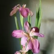 みぃ