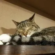 ショウしょう