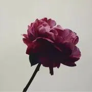 結